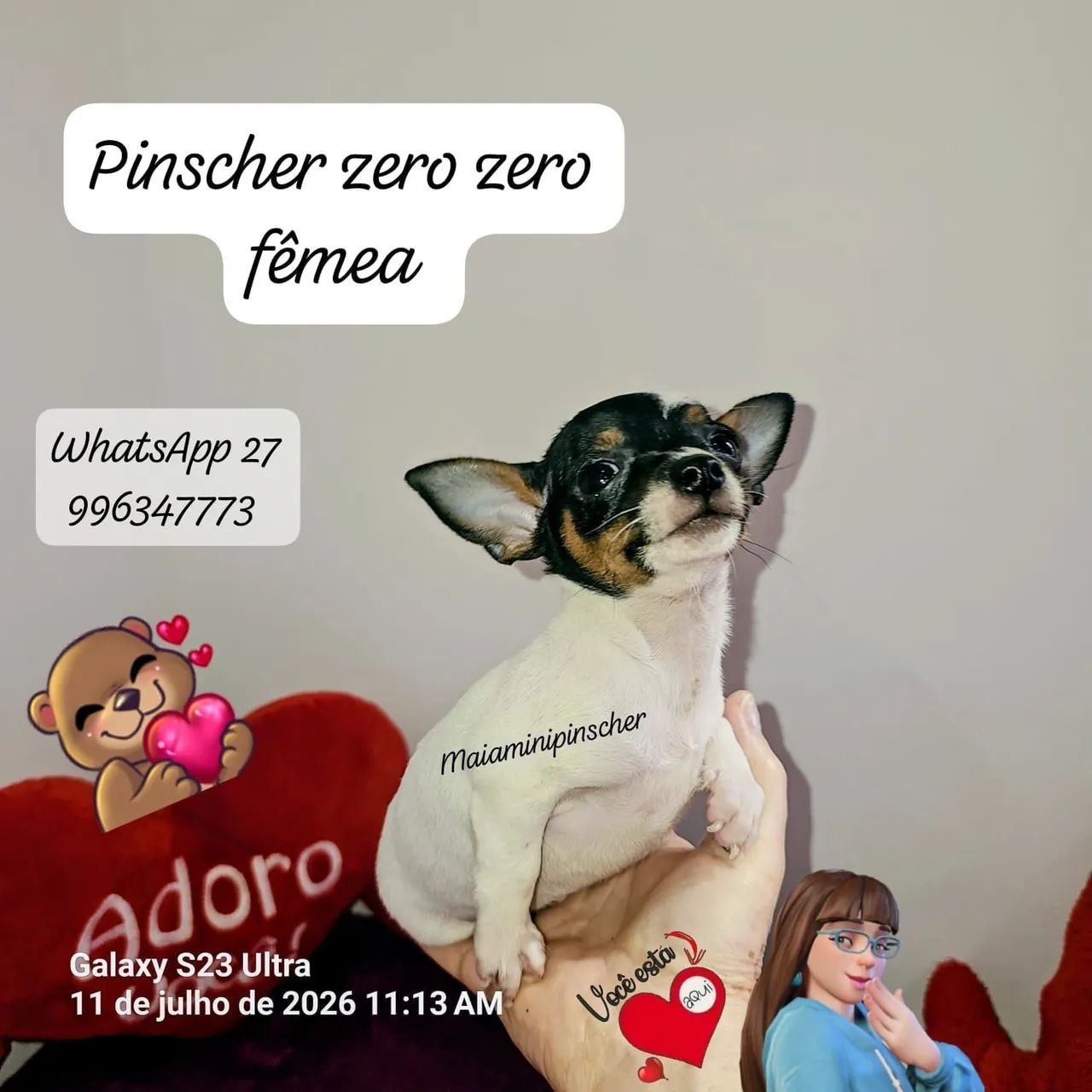 Pinscher zero zero fêmea 
