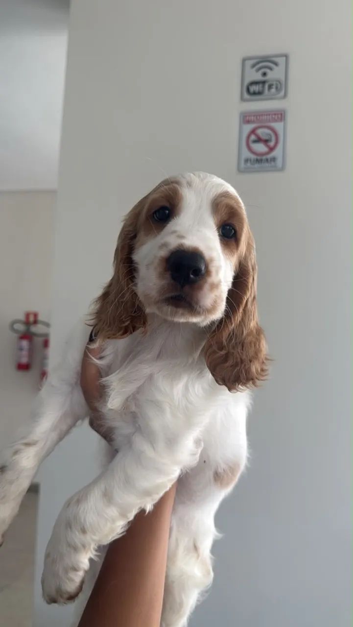 Cachorro Coker Spaniel 