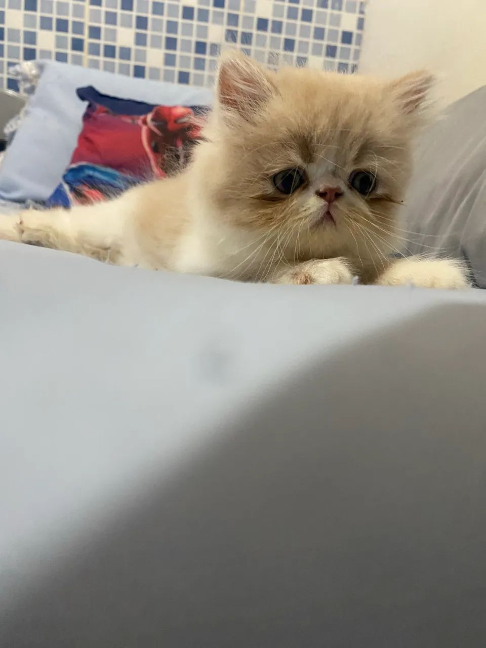 Gato persa - Foto 4