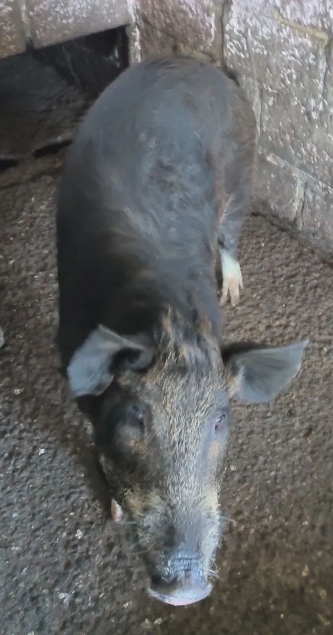 2 cachaço e 3 porcas - Foto 3