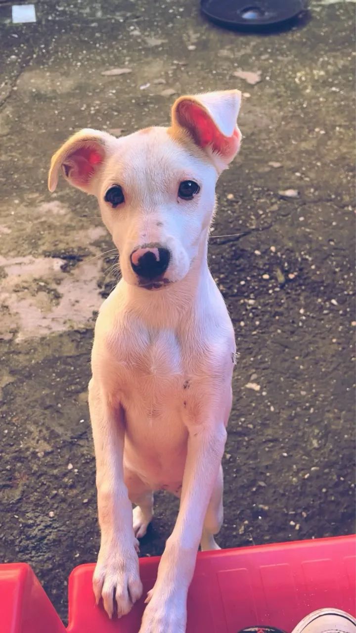 Cachorra para doação  - Foto 4