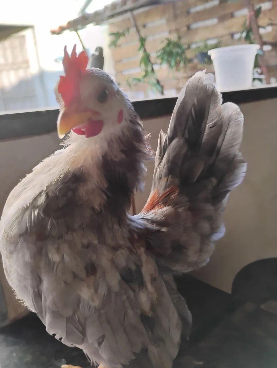 Franguinho Seráma 