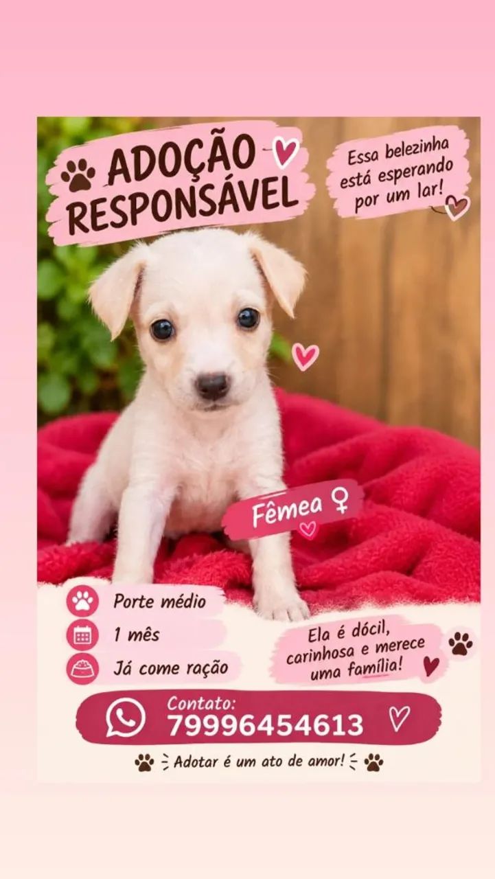 Adoção responsável 