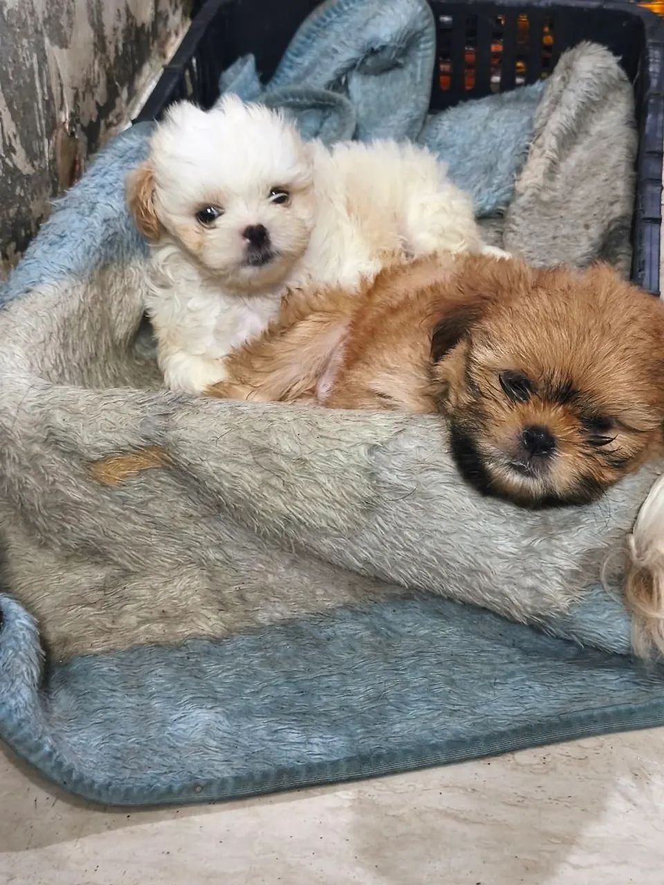 Cachorro Shitzu  - Foto 4