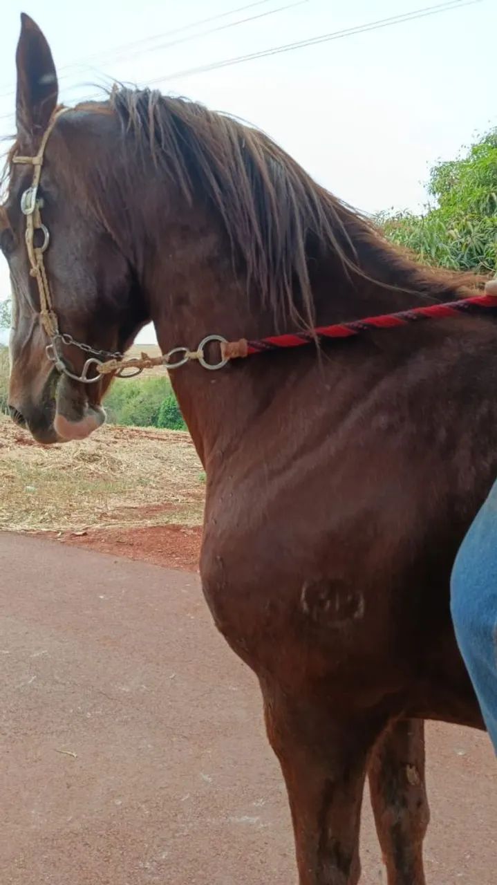 Cavalo Mangalarga Paulista  - Foto 3