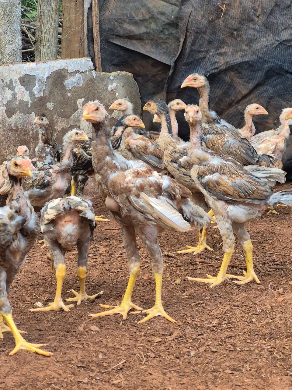 Aves indio gigantes  - Foto 6