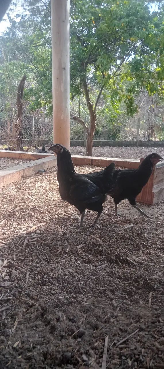 Galinha e Galos Caipira Matrizes. 