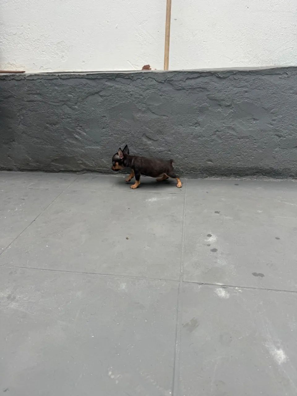 Pinscher fêmea zero - Foto 4