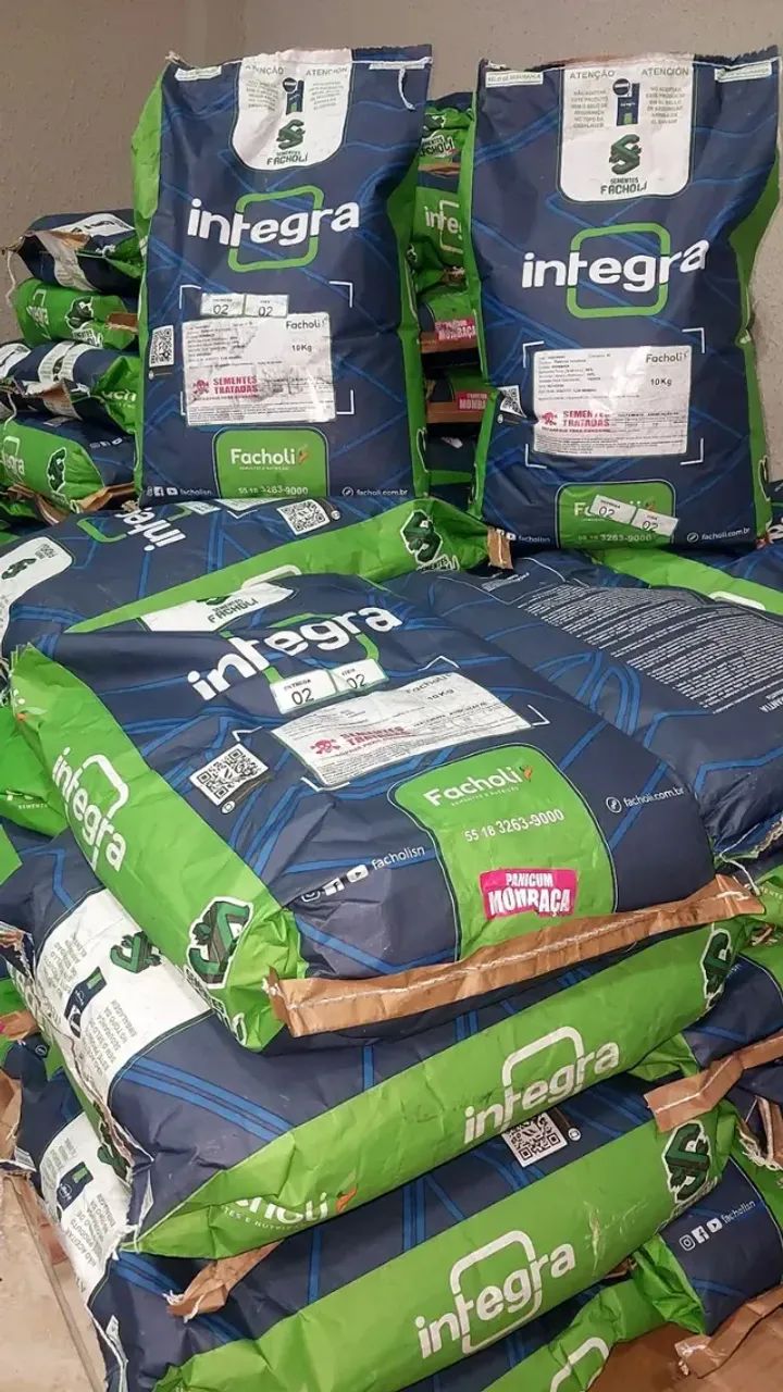 Semente de Mombaça 10kg revestida Facholli (Safra Nova)