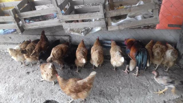 Galinha, frangos, pintinhos, Embrapa 51 - Foto 5