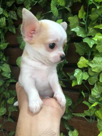 Filhotes de chihuahua à venda