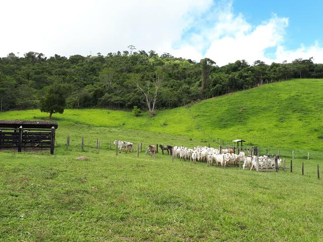 Venda ou arrendamento Excelente Fazenda 540 tarefas em Ubaira - Foto 9