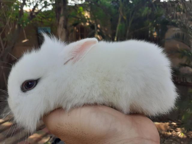 Mini Coelhos raça Mini Lion
