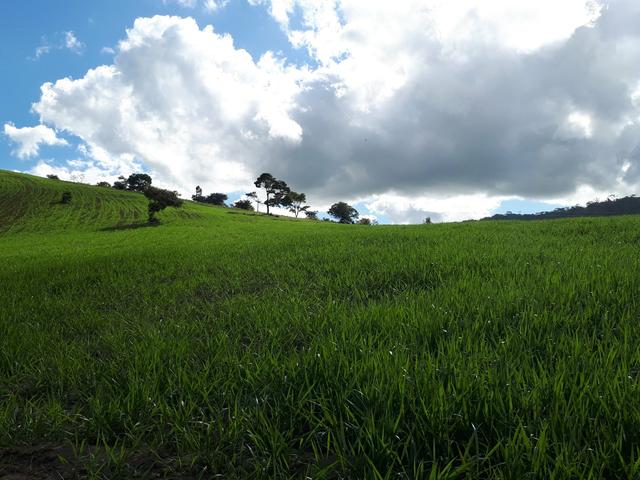 Venda ou arrendamento Excelente Fazenda 540 tarefas em Ubaira - Foto 2