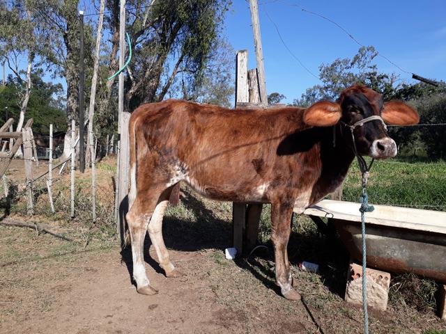 Vaca , novilha - Foto 2