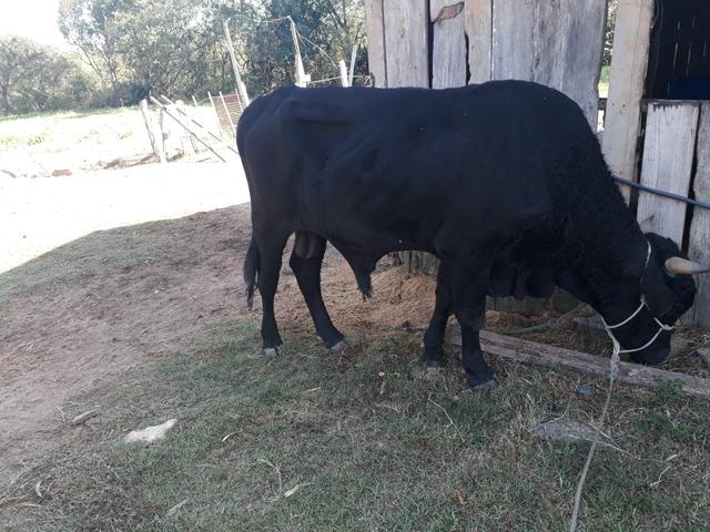 Touro