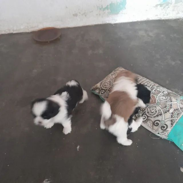 Venda