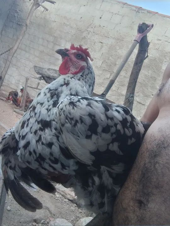 GSB, Galinha sertaneja balao . - Foto 3