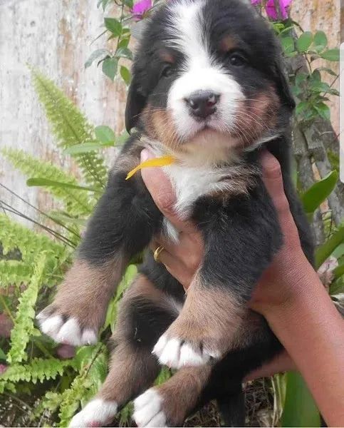 Bernese Mountaing Dog Entregamos em todo o Brasil