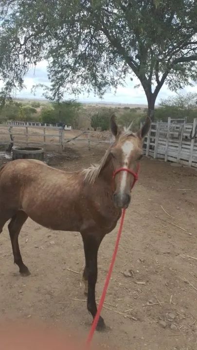 Potro Mangalarga Marchador - Foto 4