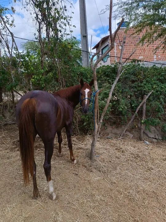 Égua mestiça quarto de milha  - Foto 2