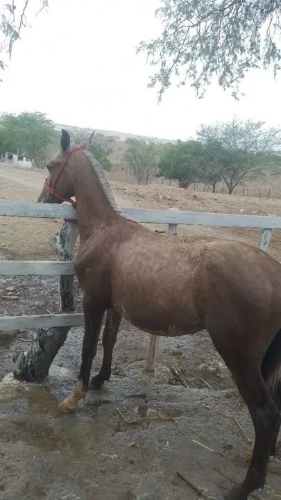 Potro Mangalarga Marchador