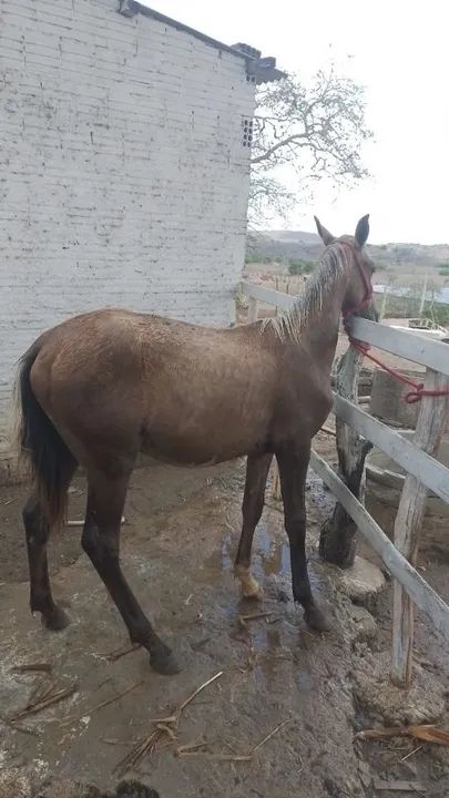 Potro Mangalarga Marchador - Foto 3