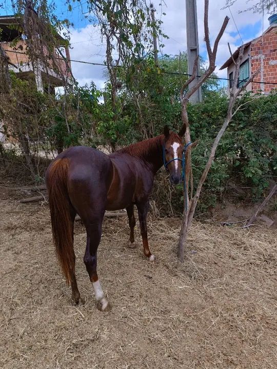 Égua mestiça quarto de milha 