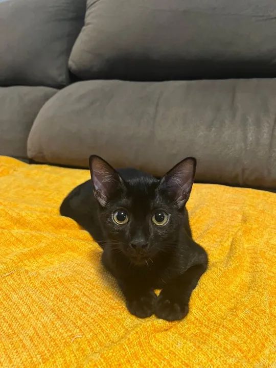 Doação Responsável  Gatinho 3 meses castração garantida  - Foto 2