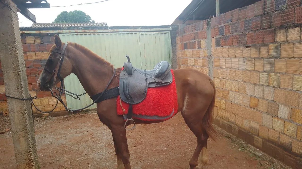 CavaloMarchador para venda e pra negocio