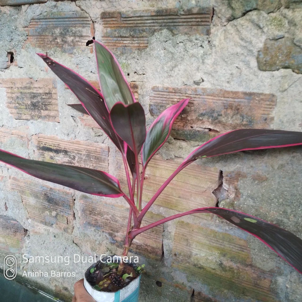 Dracena vermelha  - Foto 4