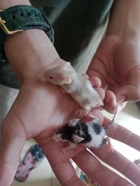 Vende-se filhotes de rato de laboratório 