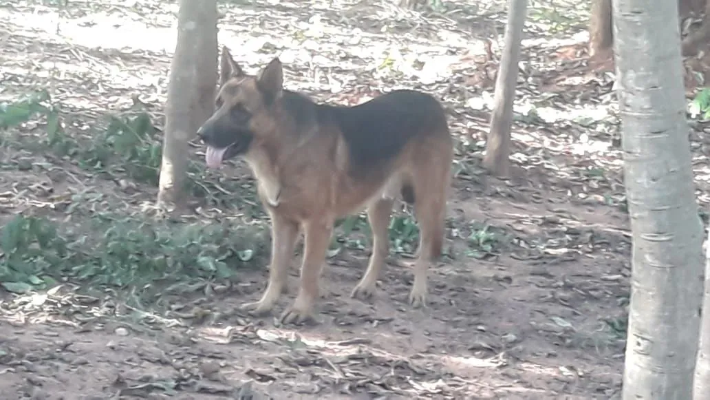 Pastor Alemão