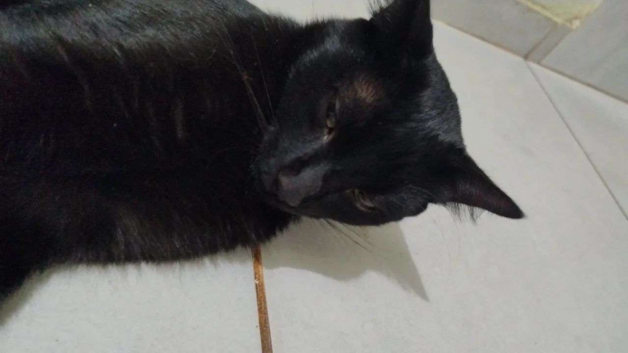 Doa-se gato macho (urgente!)