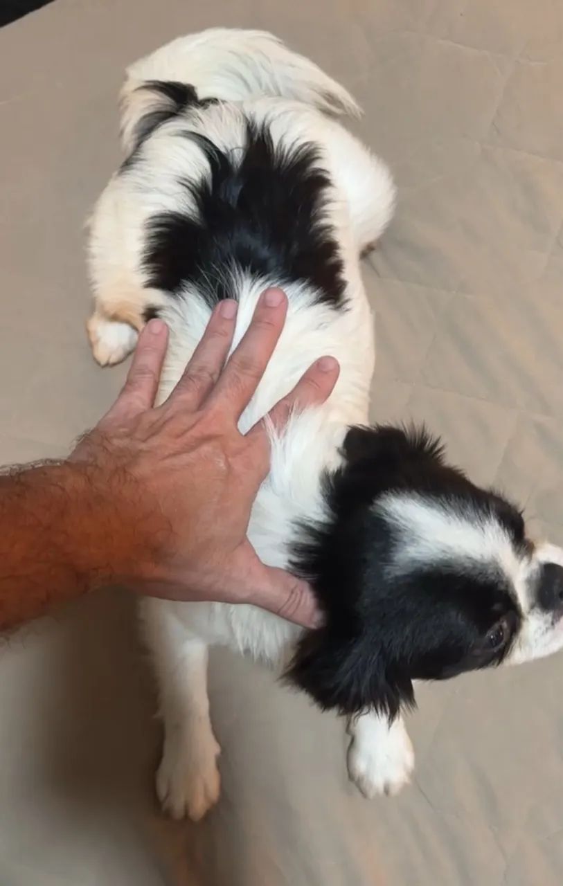 Spaniel Japonês machinho (raça rara no Brasil) - Foto 2