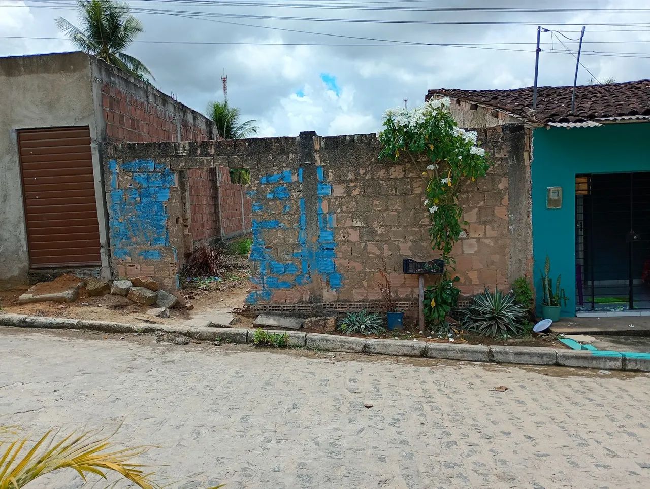 Foto - Gameleira - 
