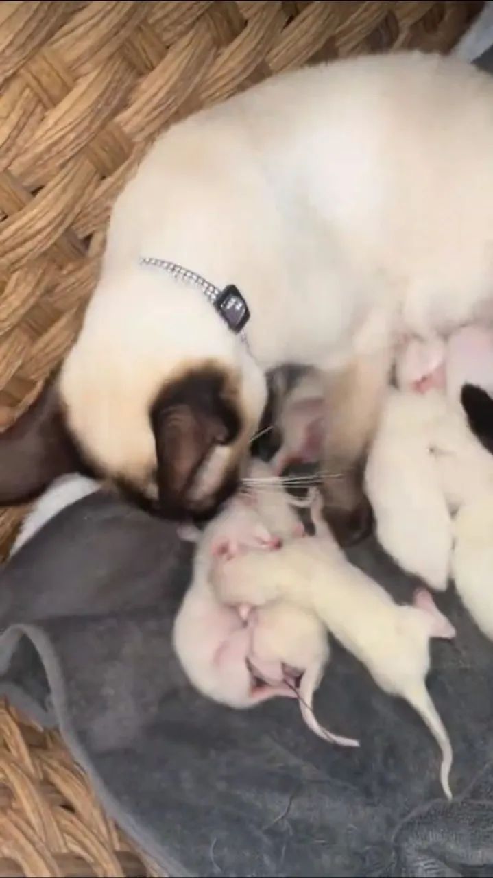 Doação de Gatos siameses 