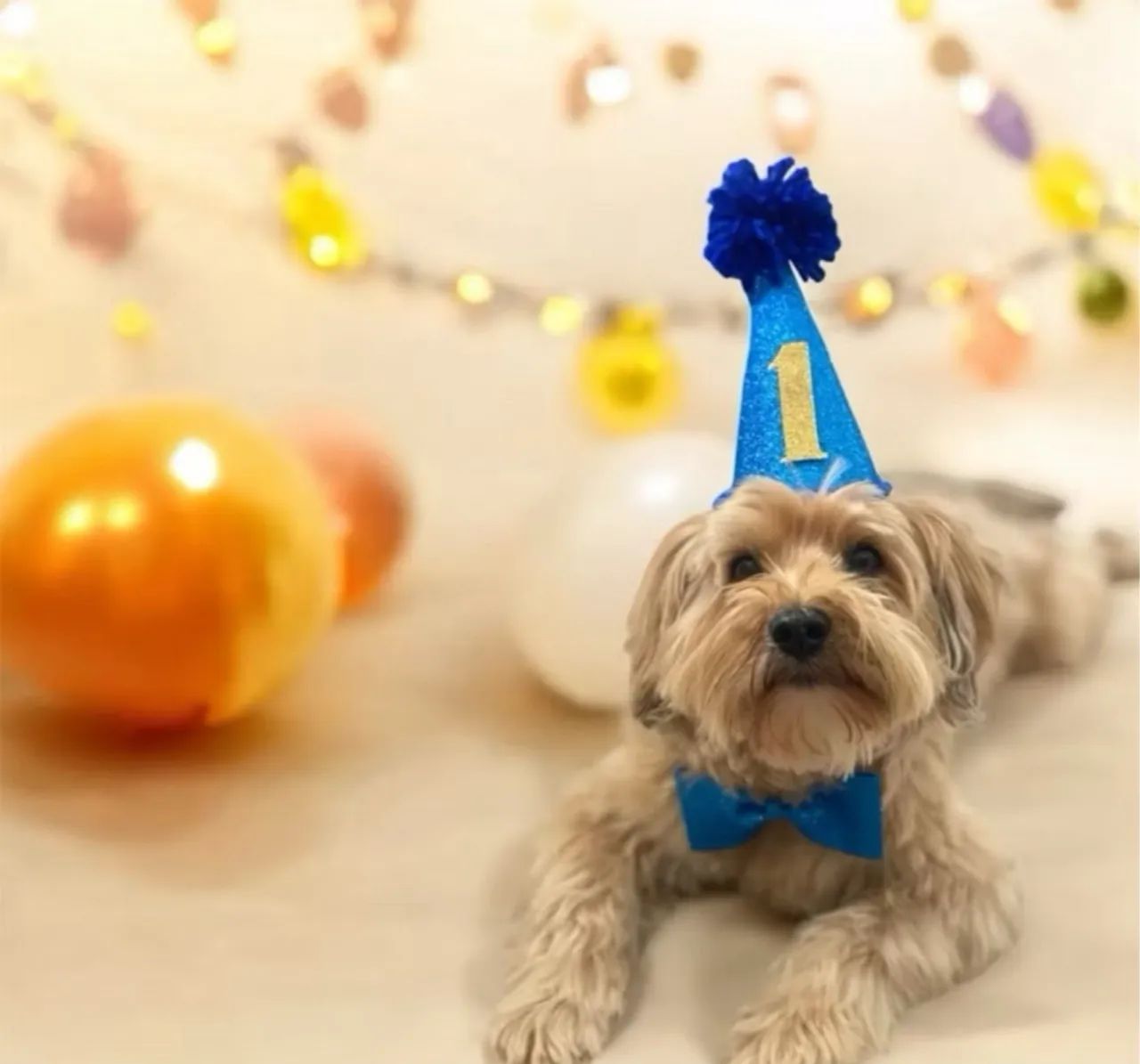 Kit Festa Pet: Chapéu De Aniversário Com Idade + Gravata