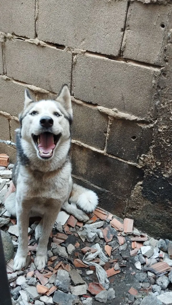 Husky Siberiano Sorridente - Adorável!