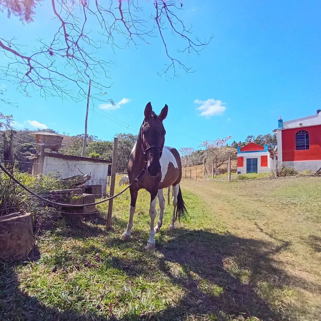 Égua campolina ( marcha picada) - Foto 4