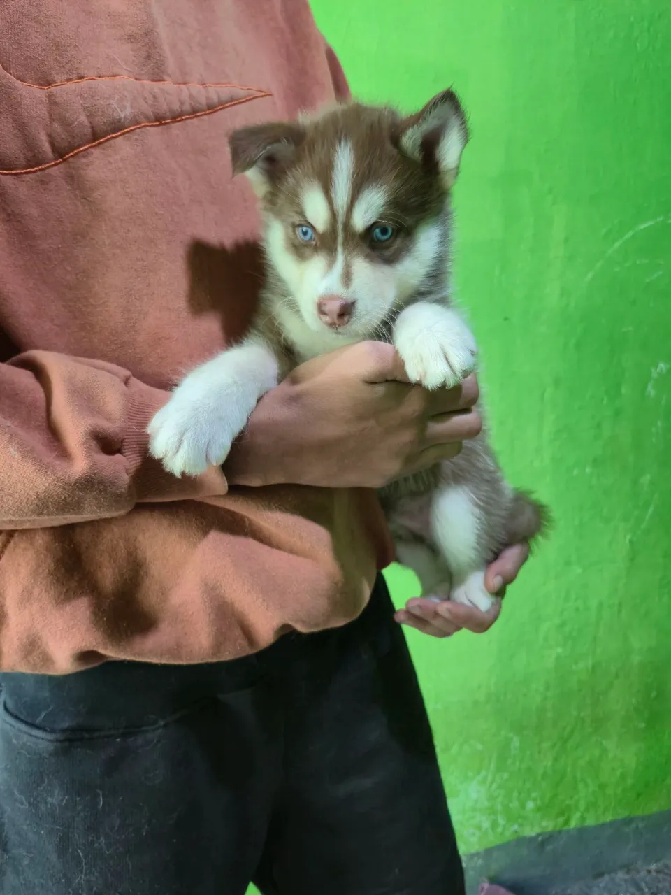 Husky Siberiano filhote