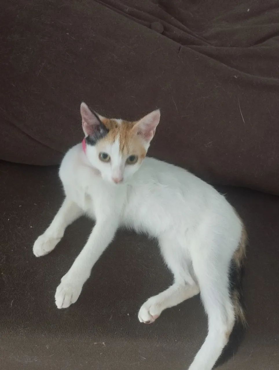 Gatinhas para Adoção - Foto 6