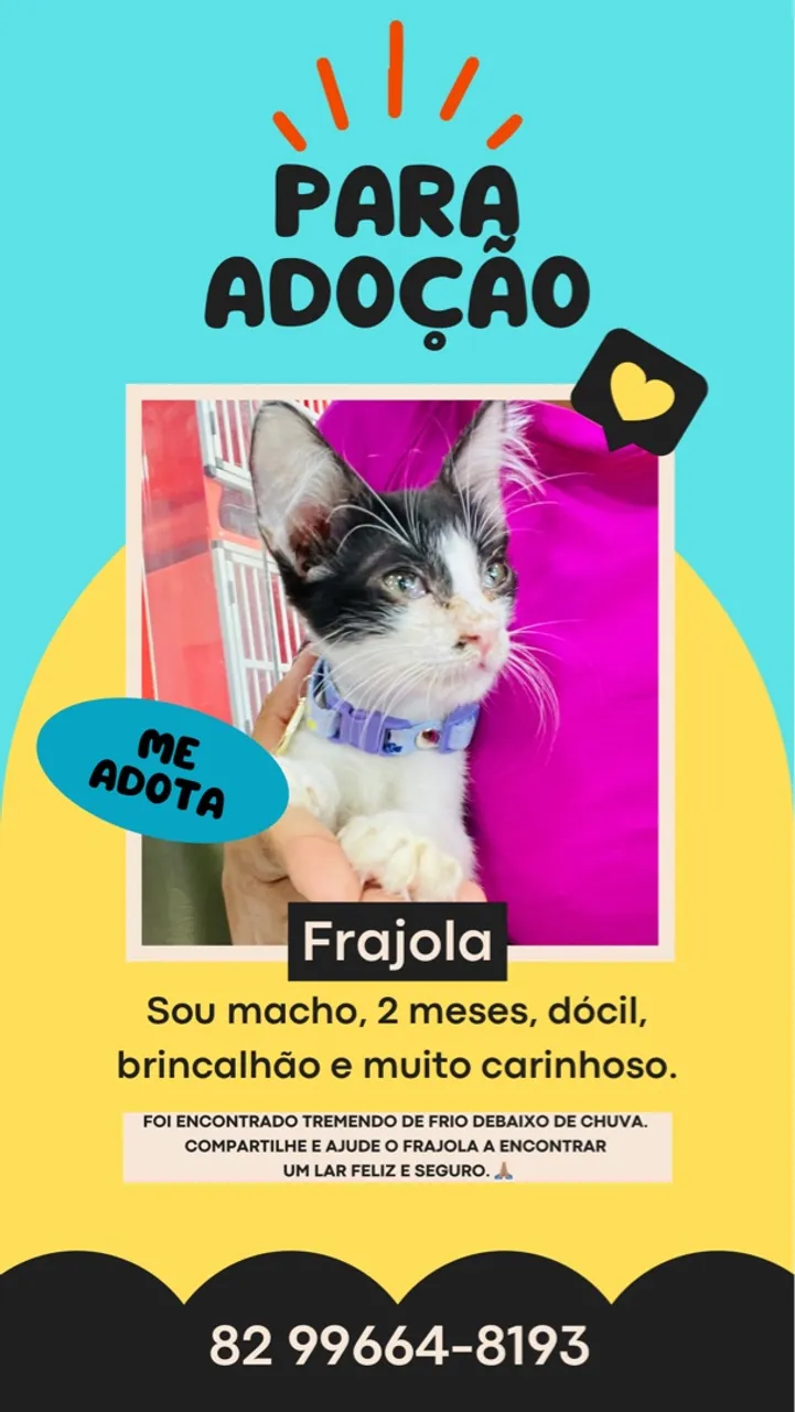 Frajola - Gatinho para adoção