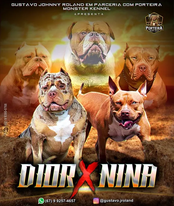 Filhotes de PitMonster com pedigree