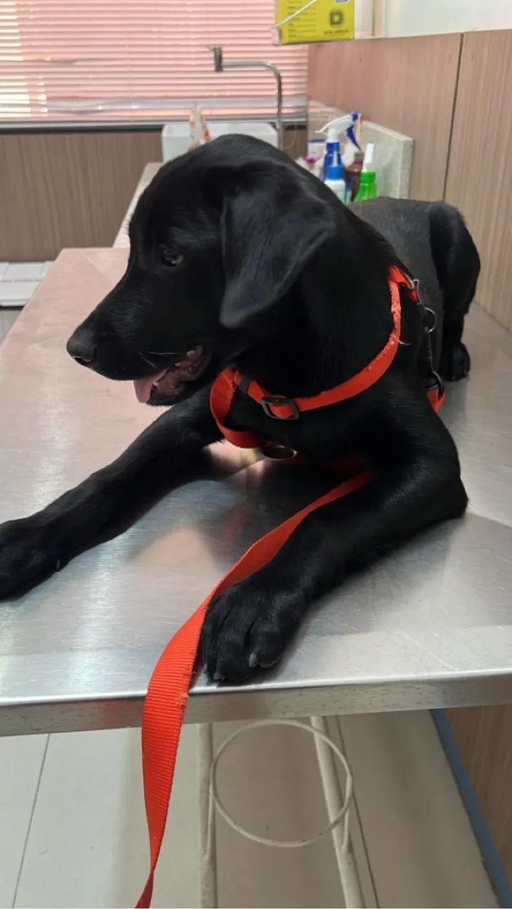 Estou doando esse cãozinho labrador de 4 meses