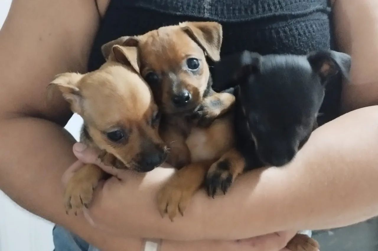 Filhotes de Pinscher - Lindos e Carinhosos! - Foto 5