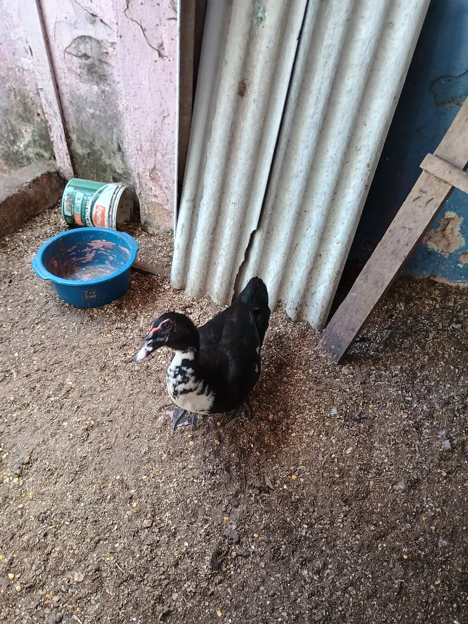 Casal de Patos
