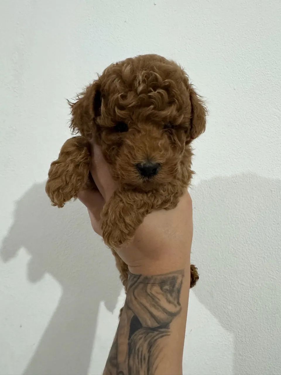 Poodle Toy ( Red Vendas ) 