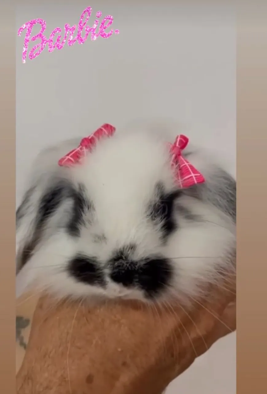 Coelhinha Fofa mini lop