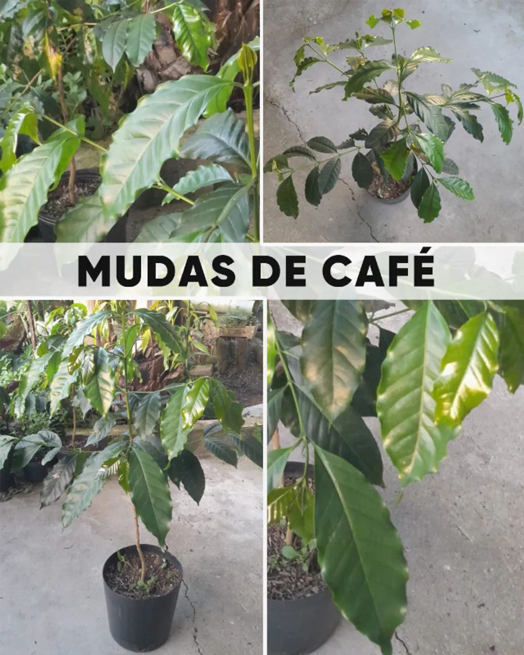 Muda de Café